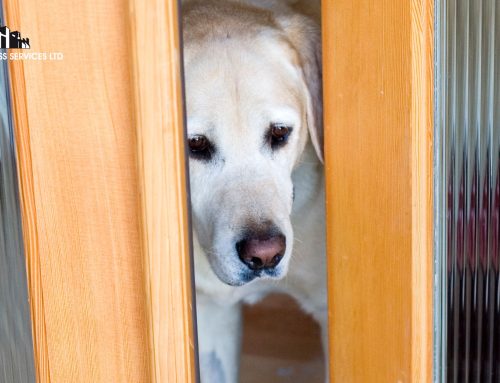 Pet Glass Doors – What You Should Know for Security, Safety, and Cost-Effective Installation